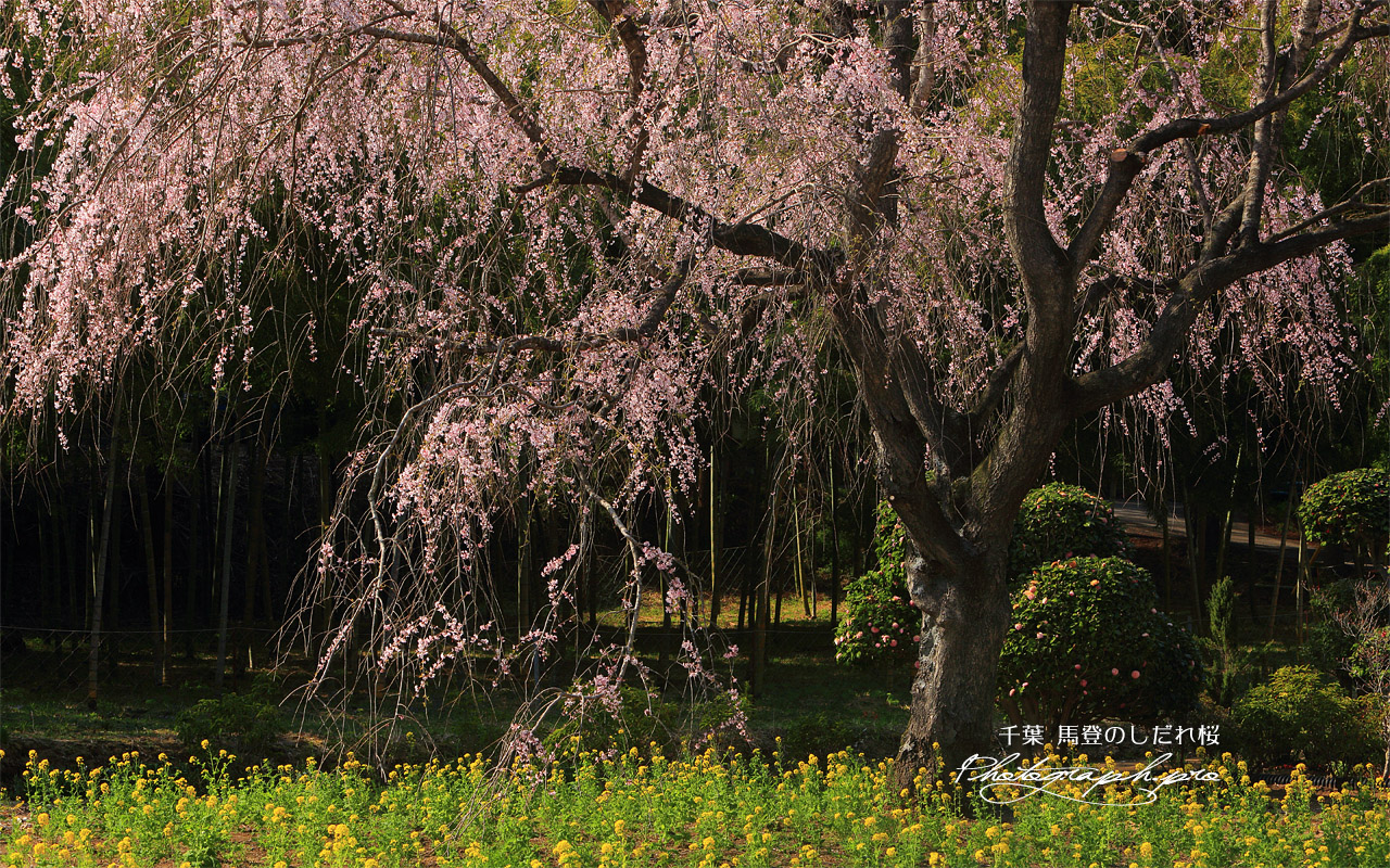 馬登のしだれ桜 壁紙