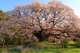 吉高の大桜