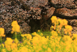 吉高の大桜