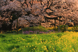 吉高の大桜