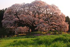 千葉県の桜
