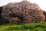 千葉県の桜