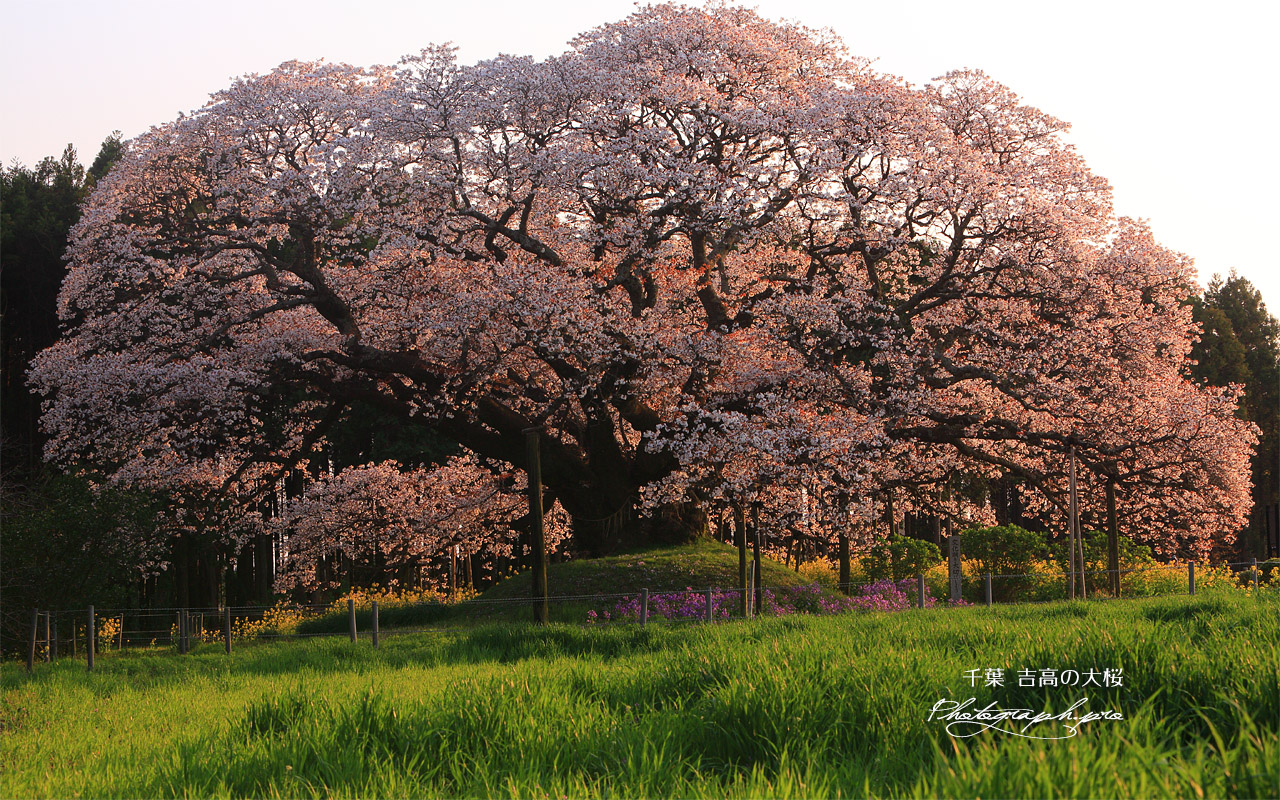 吉高の大桜 壁紙