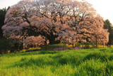 吉高の大桜