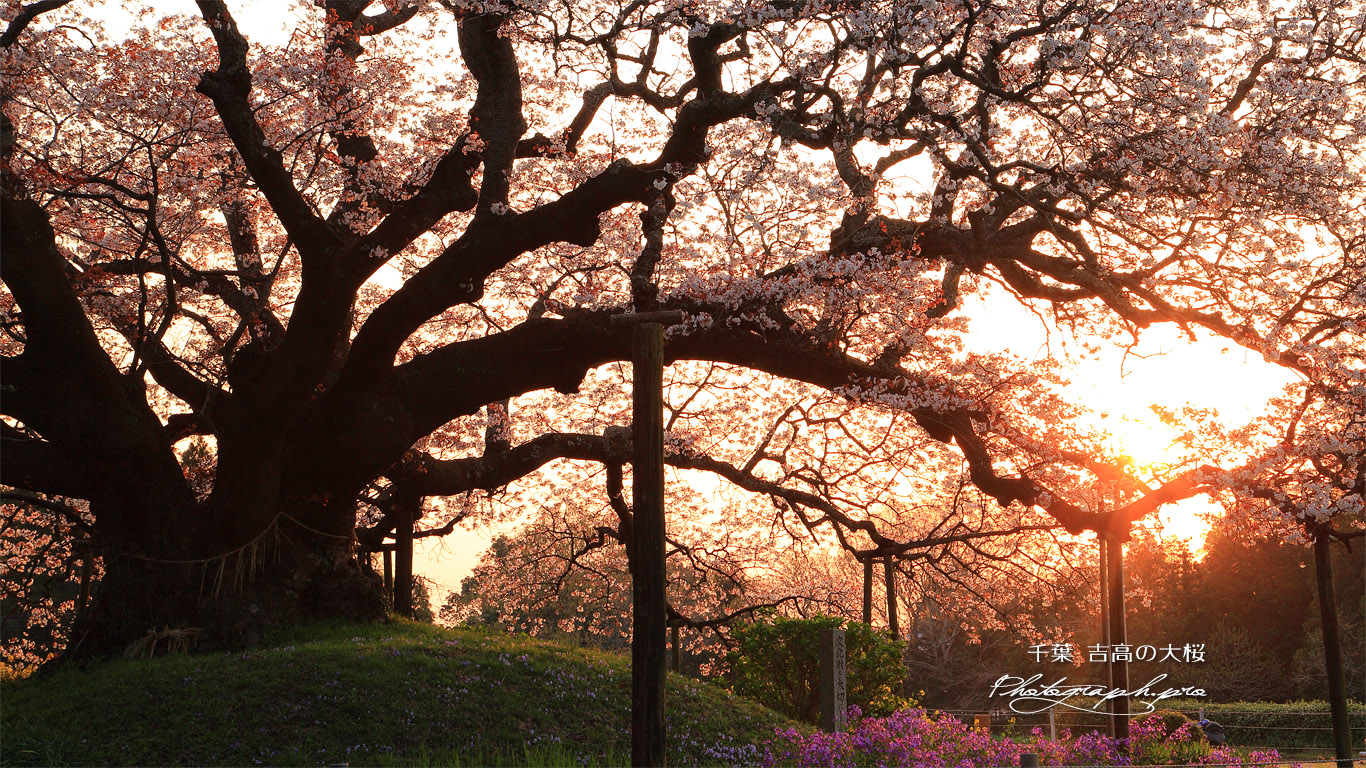 印旛吉高の大桜 壁紙