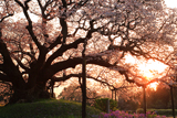 印旛吉高の大桜