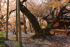 石戸蒲ザクラ