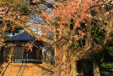 北本市保存樹木ソメイヨシノ