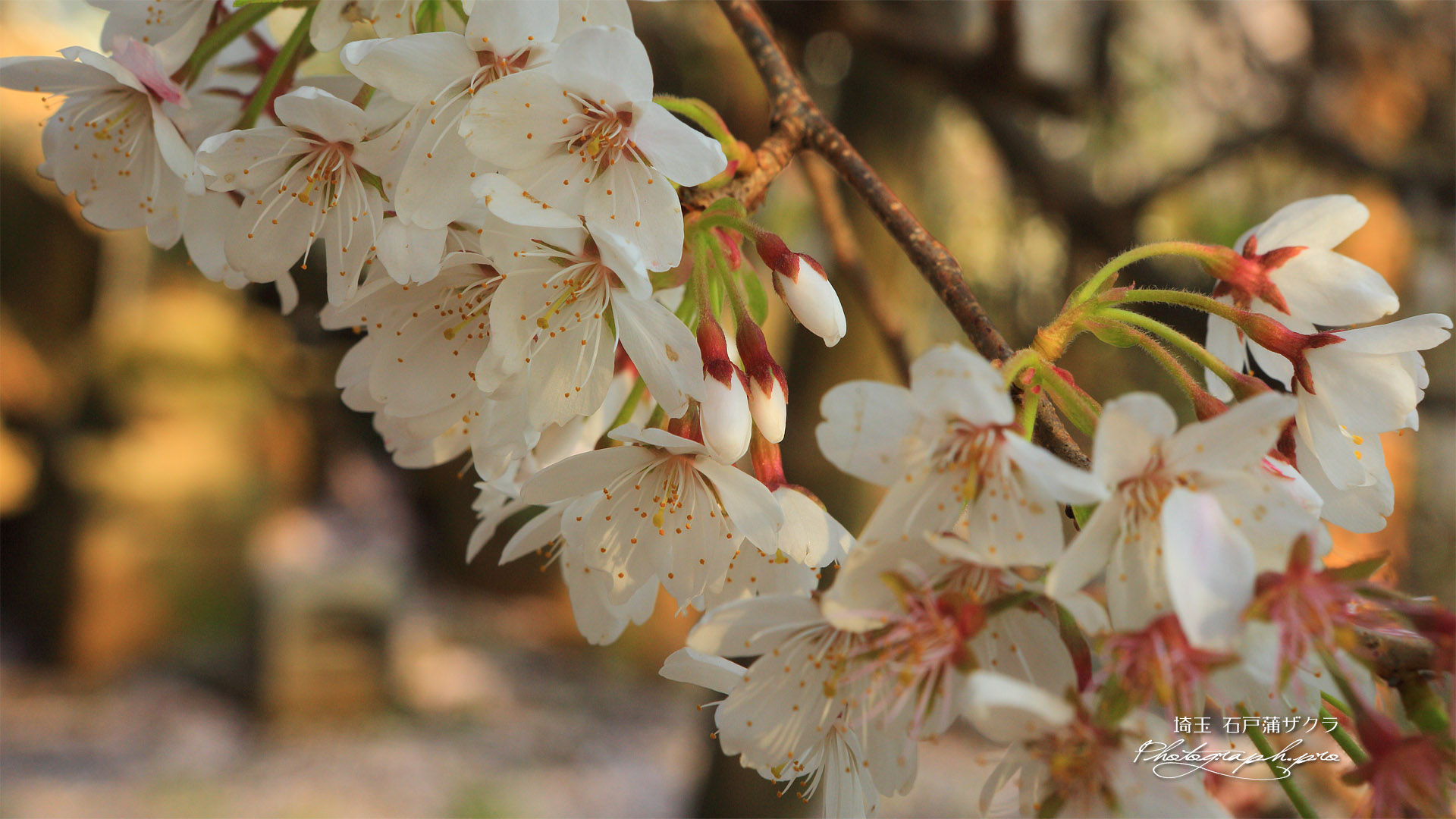 石戸蒲桜
