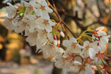 石戸蒲桜