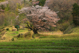 五反田谷戸の畦桜