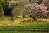 五反田谷戸の畦桜
