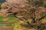 五反田谷戸の畦桜