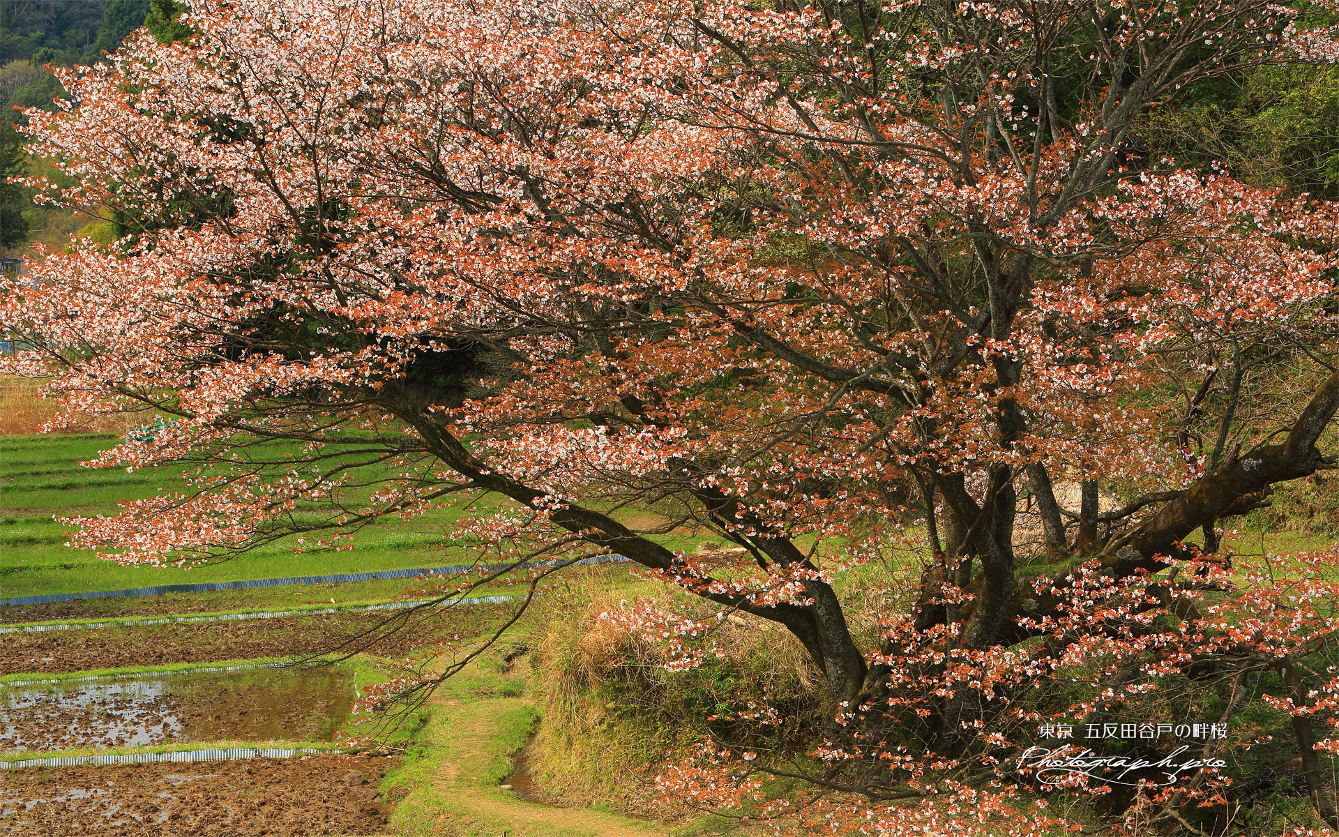 五反田の一本桜