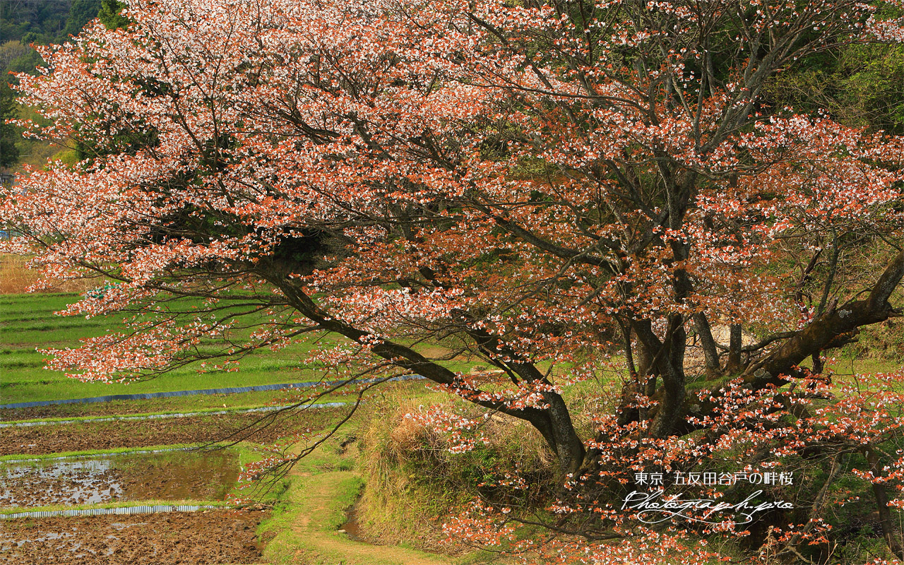 五反田の一本桜 壁紙