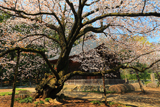 広園寺の山桜