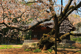 広園寺の山桜