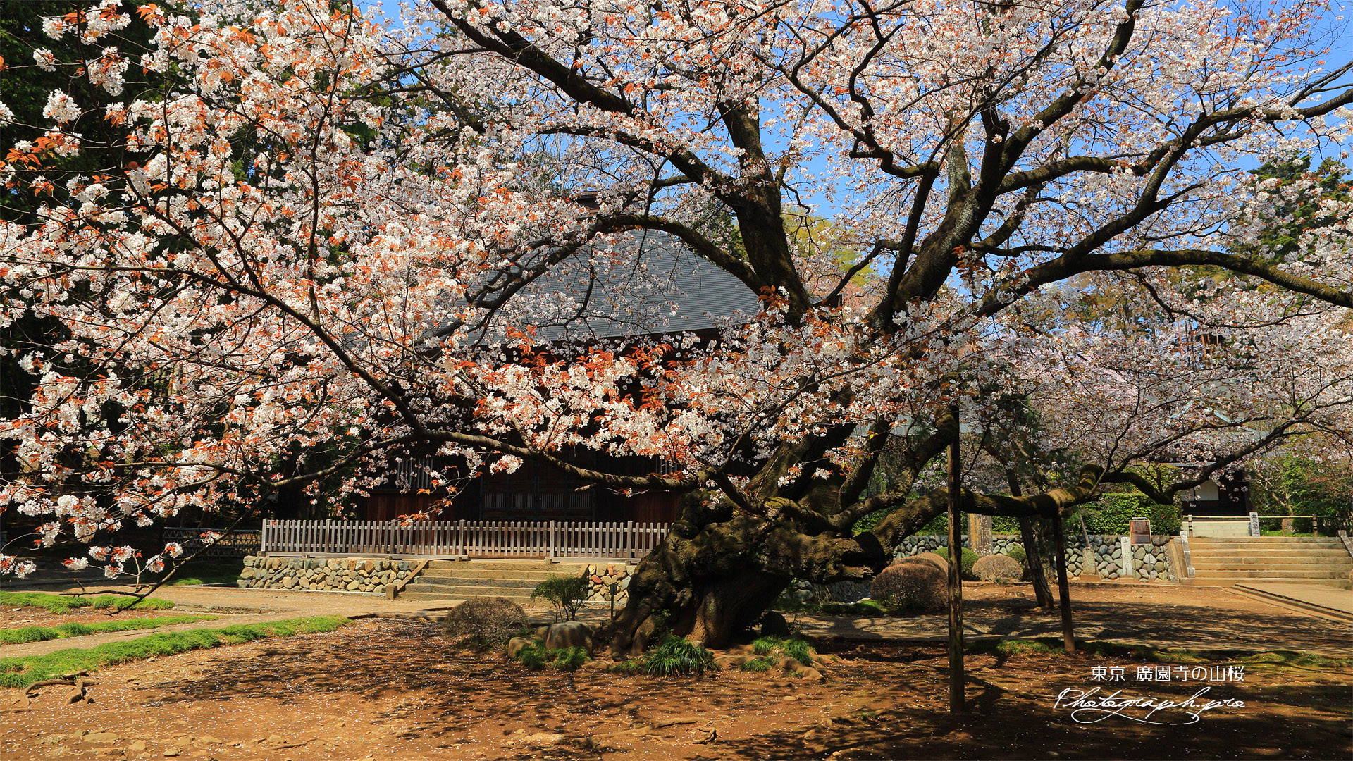 廣園寺の山桜