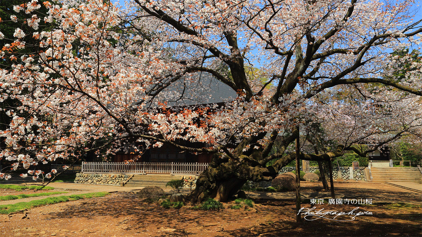 廣園寺の山桜 壁紙