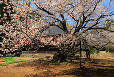 廣園寺の桜