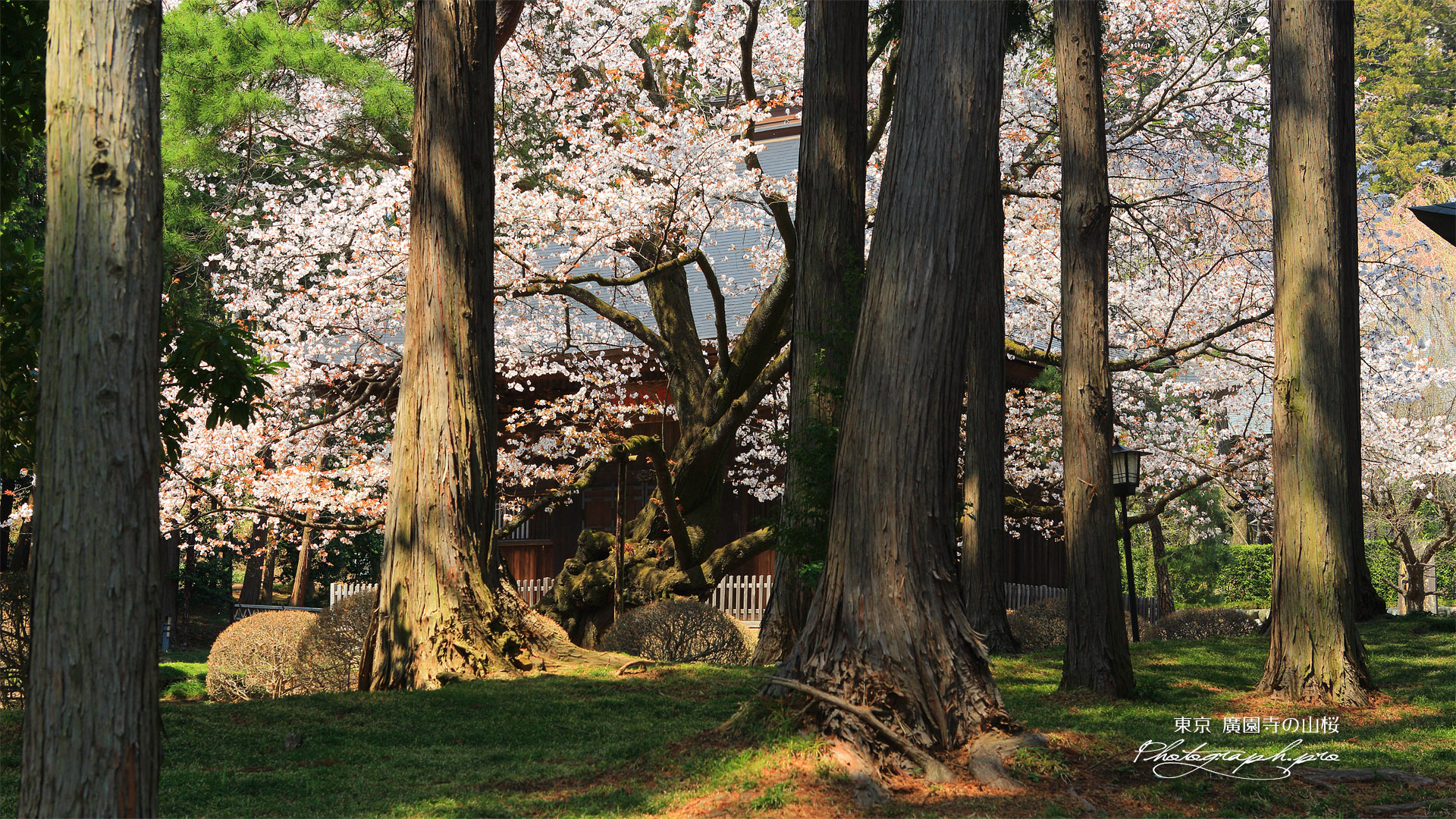 廣園寺のヤマザクラ