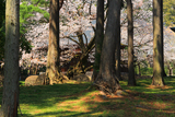 廣園寺の山桜
