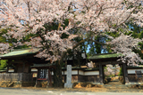 八王子市 廣園寺の桜