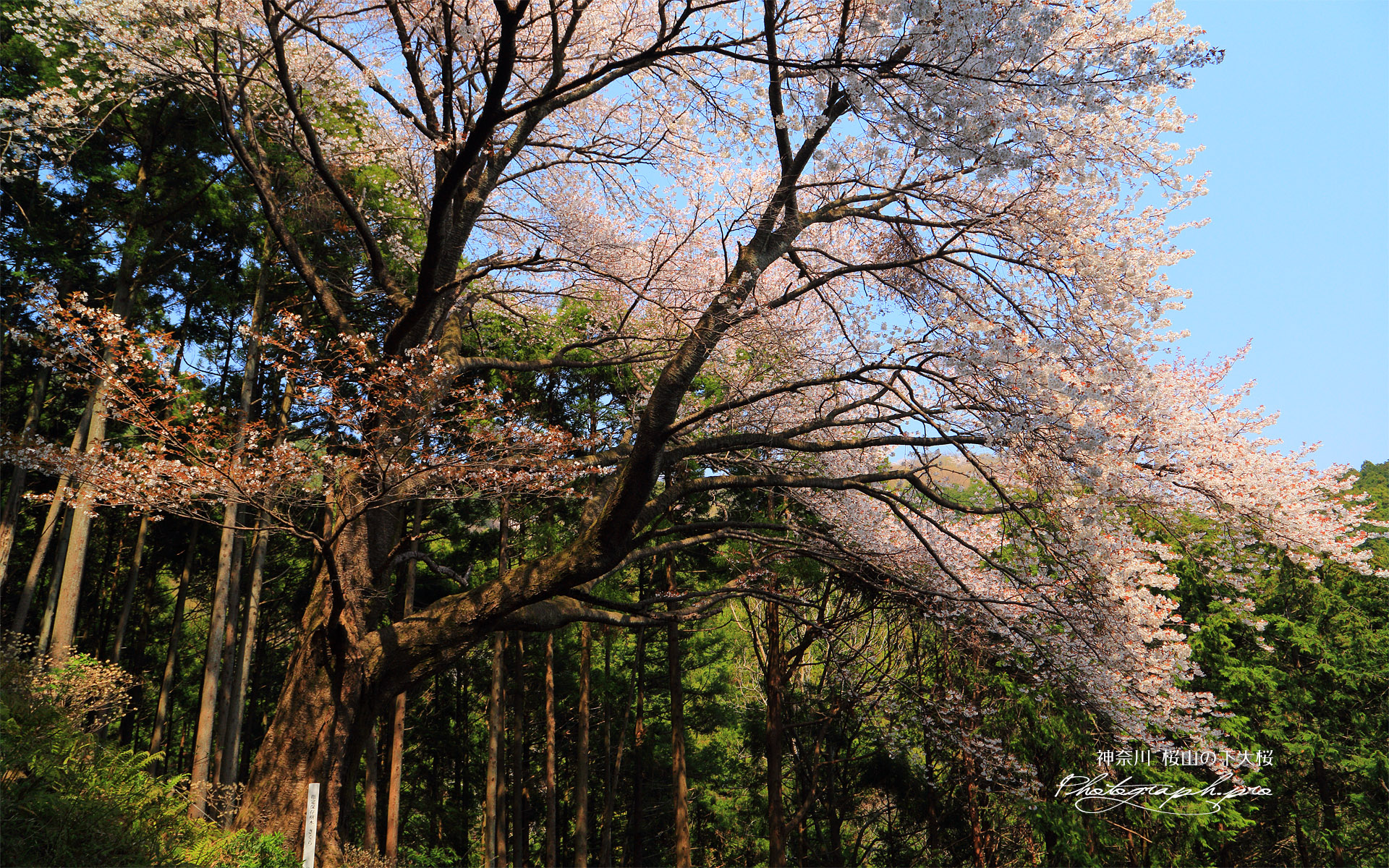 桜山の下大桜