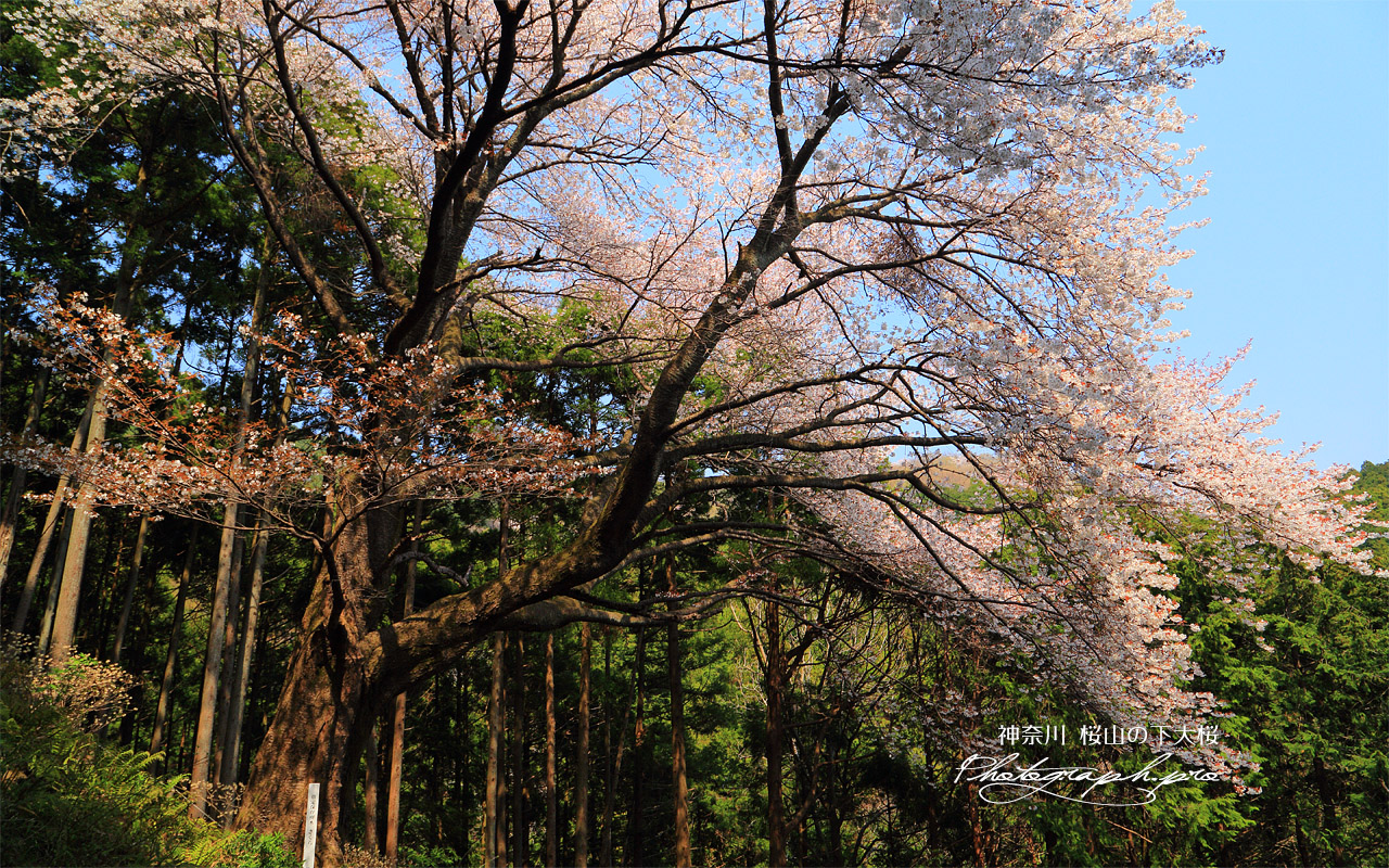 桜山の下大桜 壁紙