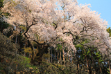 桜山の大山桜