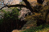 桜山の上大桜