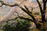 桜山の上大桜
