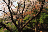 桜山の大山桜