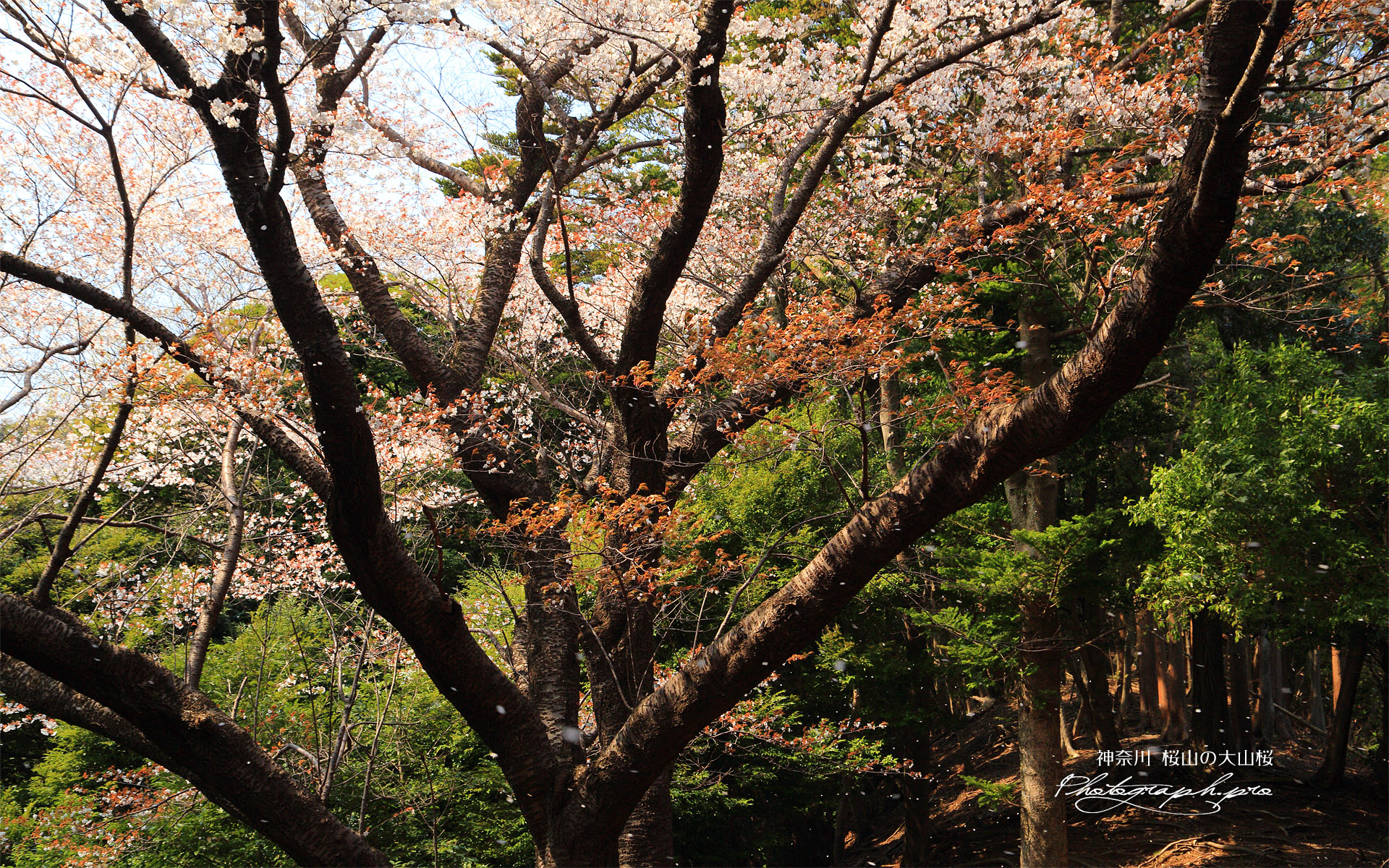 桜山の大山桜