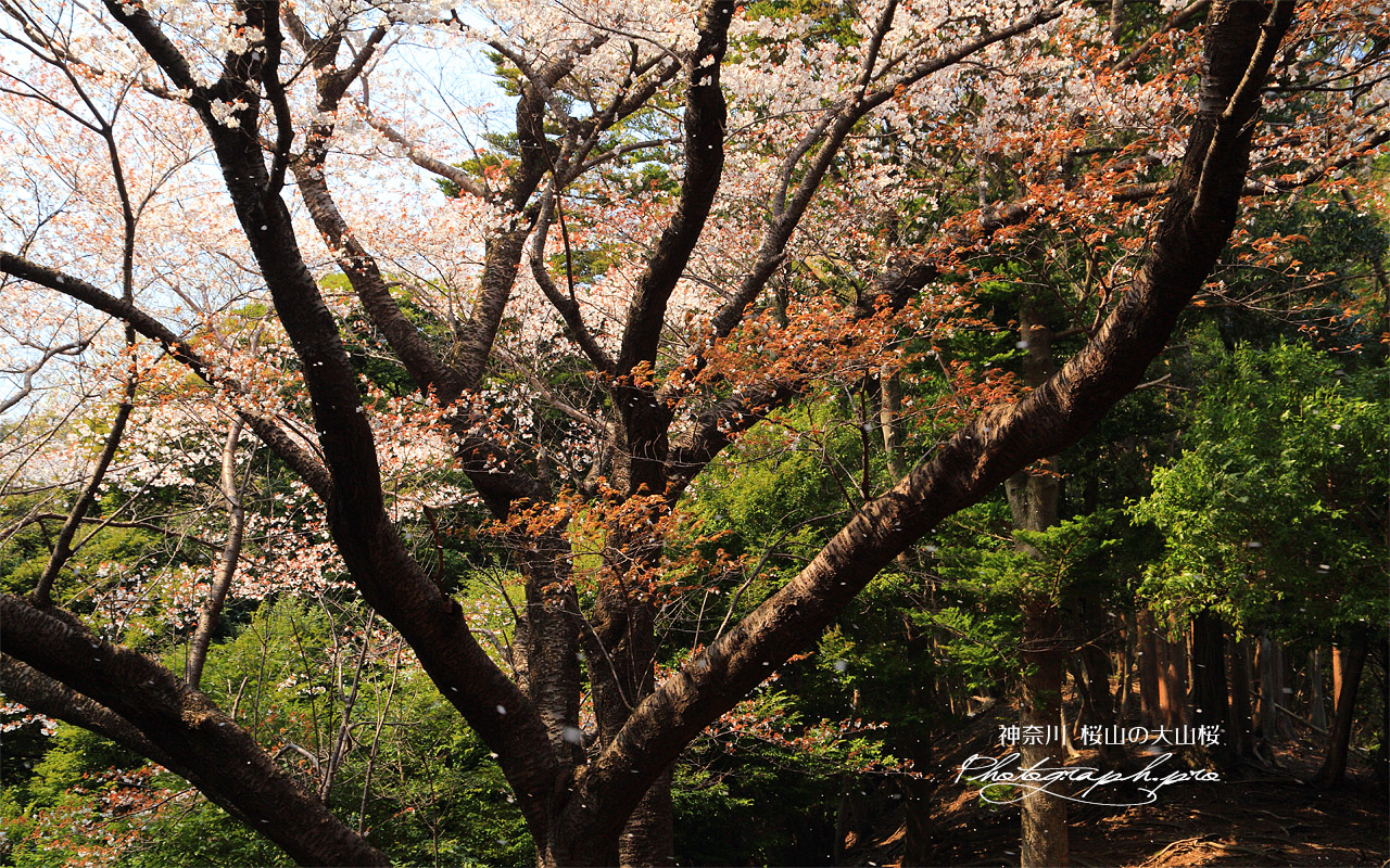 桜山の大山桜 壁紙