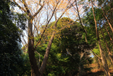桜山の大山桜