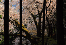 桜山の大山桜