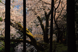 桜山の上大桜