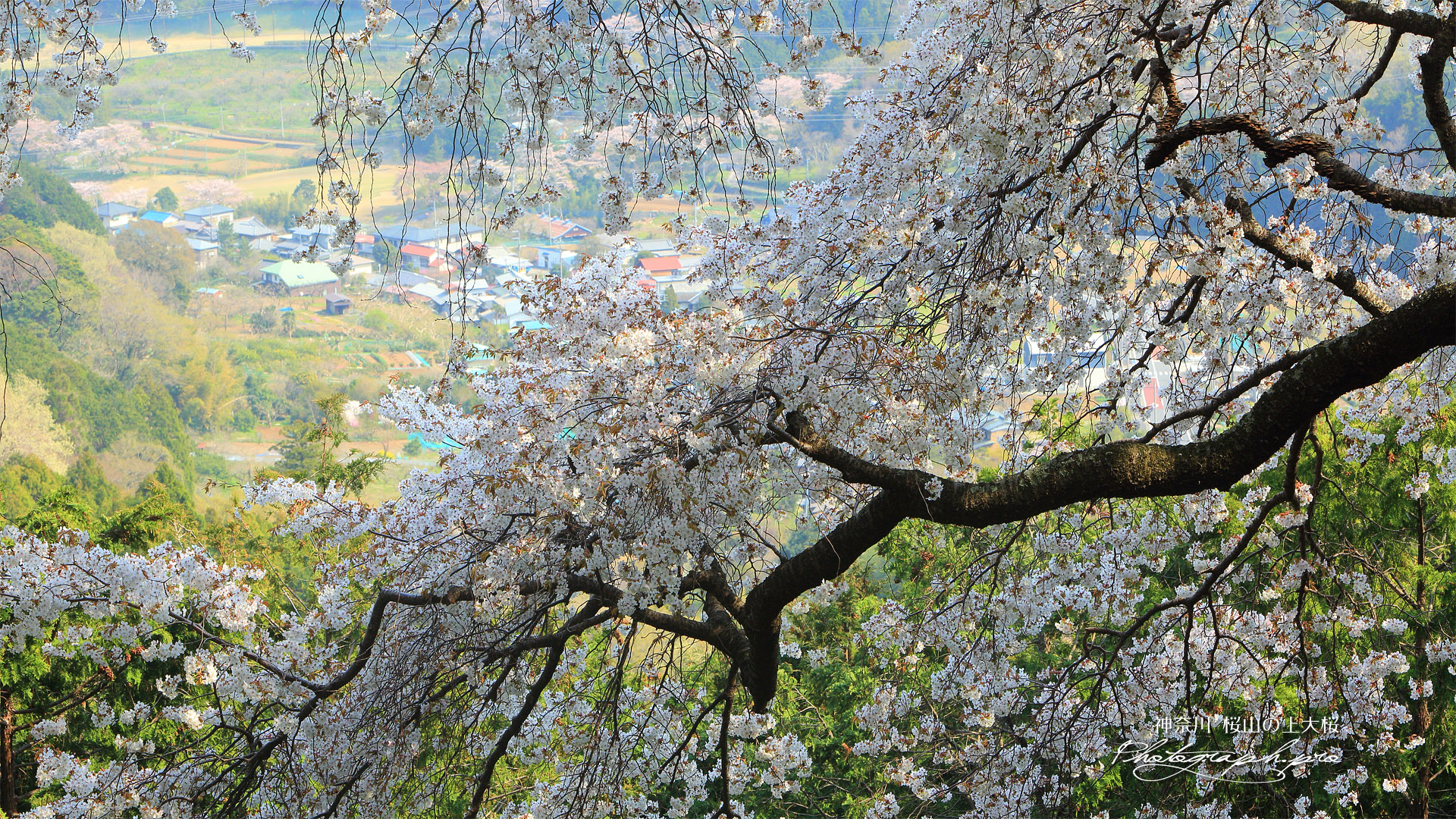 桜山の上大桜