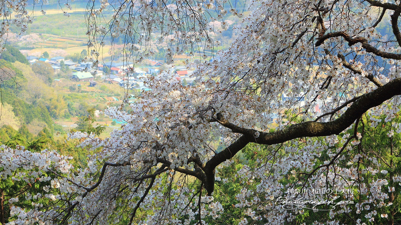桜山の上大桜 壁紙