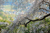 桜山の大山桜