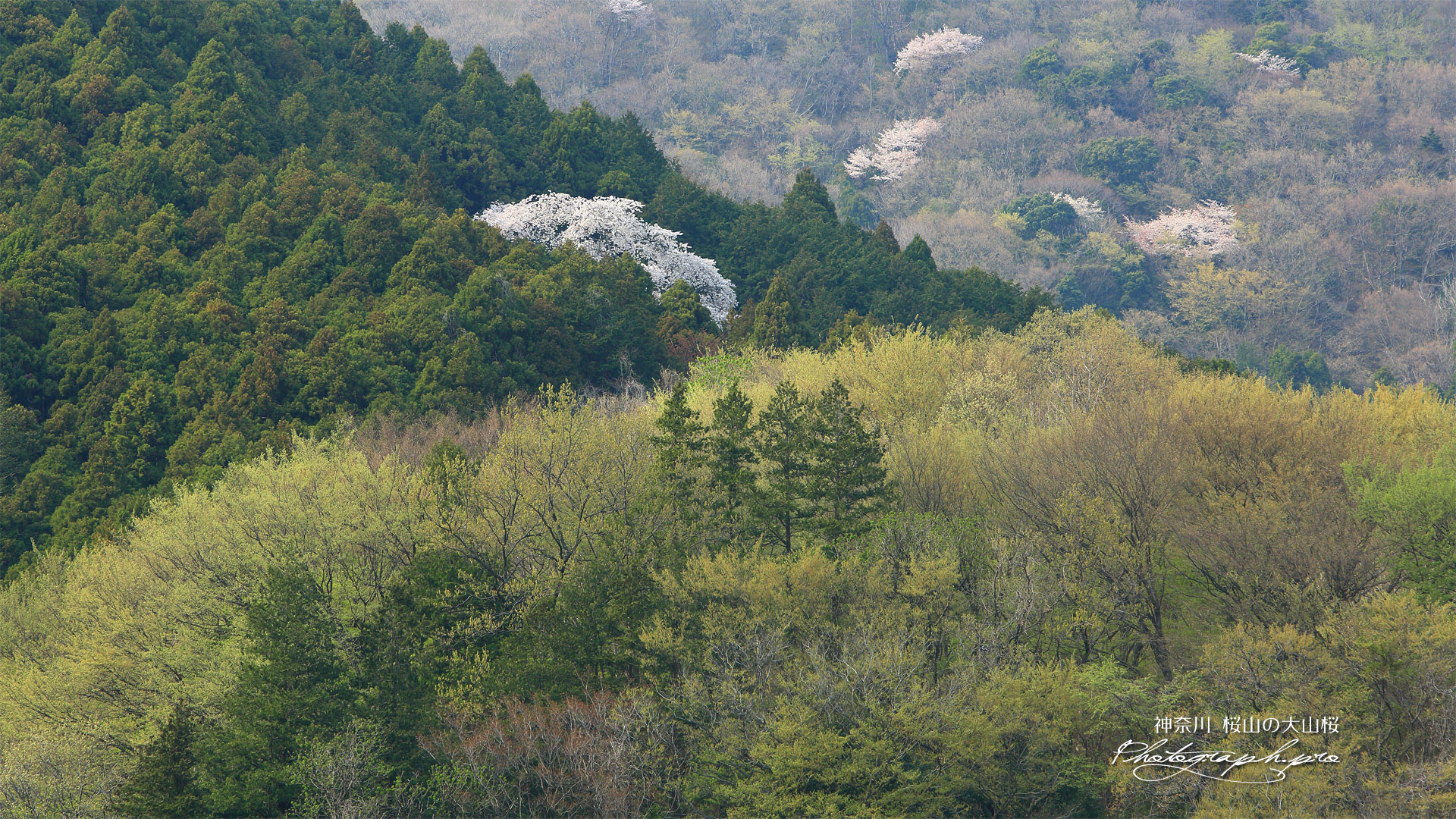 桜山の大山桜