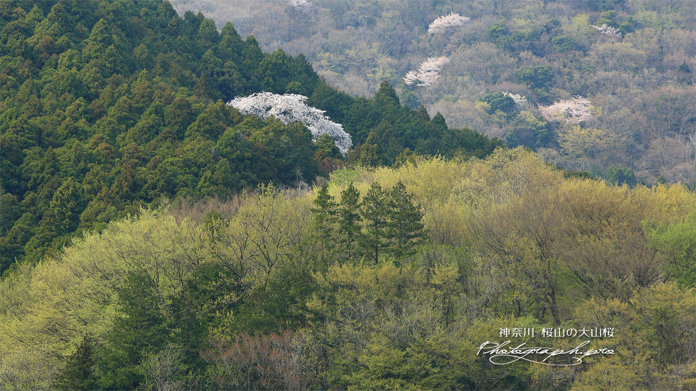 桜山の大山桜 壁紙