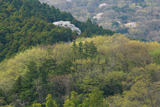 桜山の大山桜