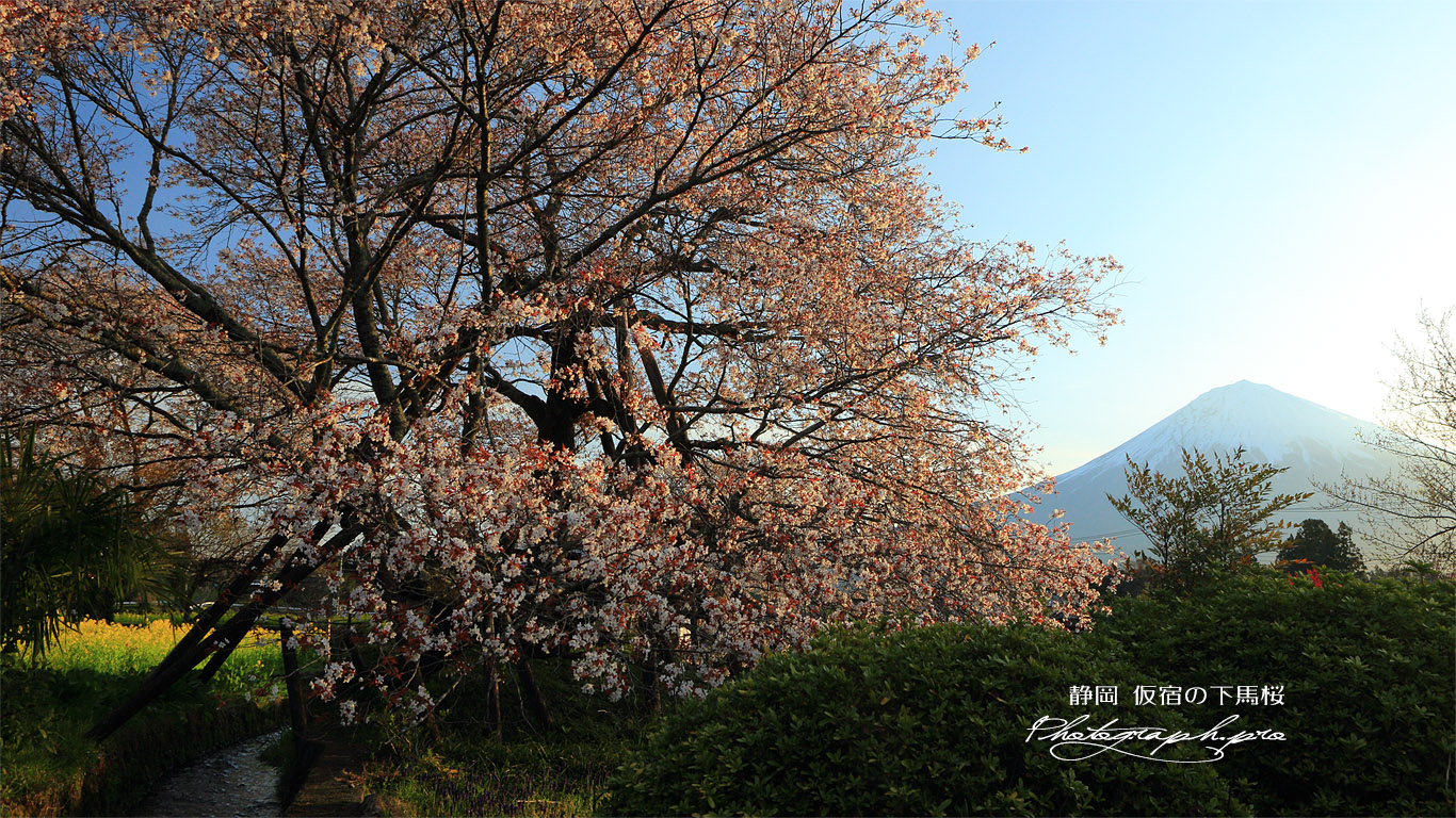 狩宿の下馬桜 壁紙