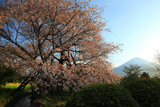 狩宿の下馬桜