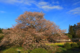 狩宿の下馬桜