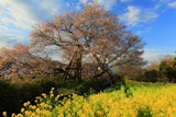 狩宿の下馬桜