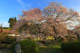 狩宿の下馬ザクラ