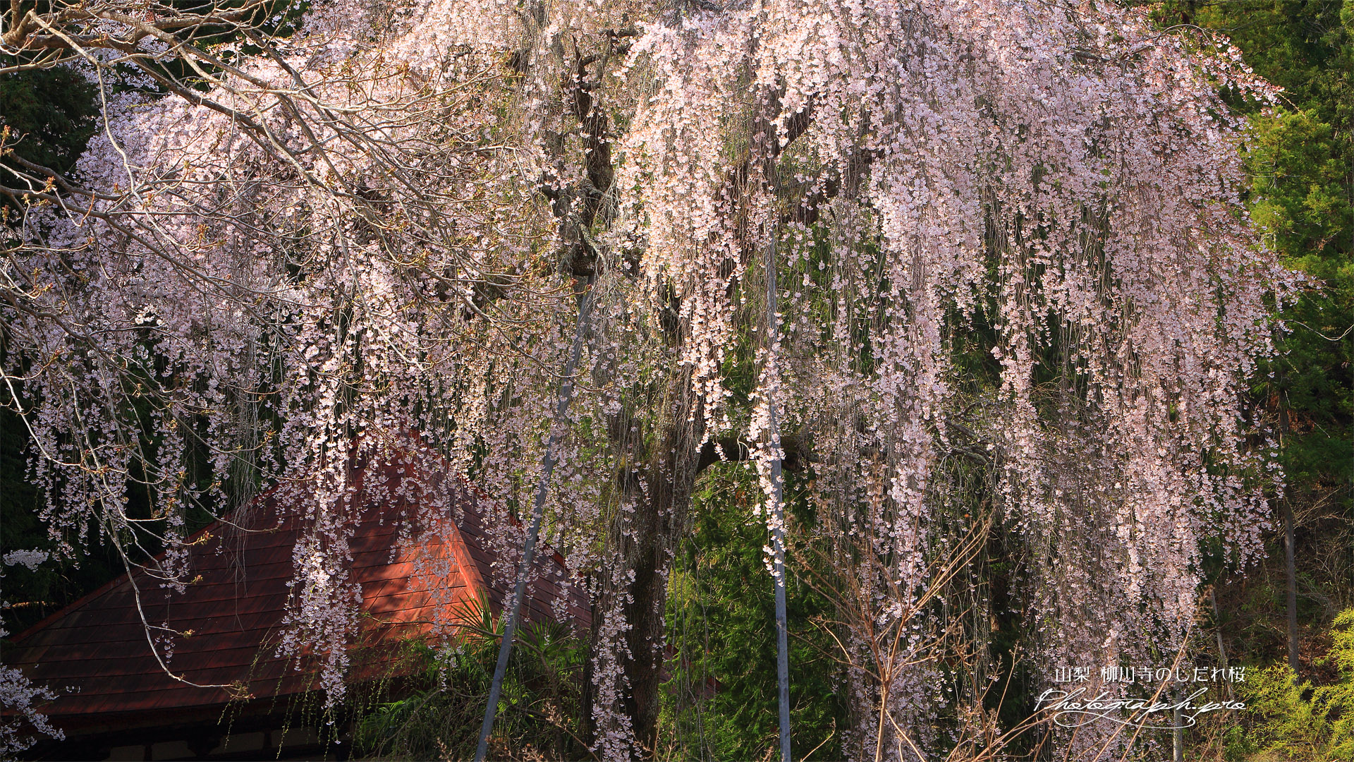 柳川寺のしだれ桜